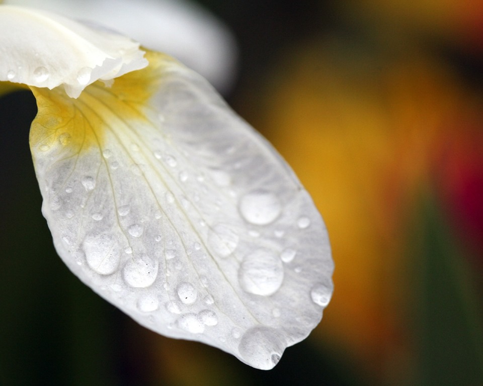 [%255Bwallcoo_com%255D_Flower_wallpaper_110%255B6%255D.jpg]