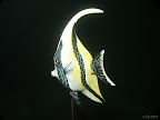 Angel Fish: Global warming at Gildy?