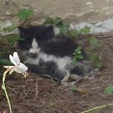 Baby Charlie kitten. Deserted by her mama.