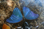 Though we have seen many morphos, we still haven't gotten a good photo of a live one. Jose's orchid reserve, Moyobamba, Peru.