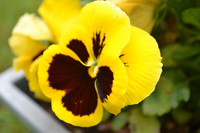 DSC_1217 DSC_1217
