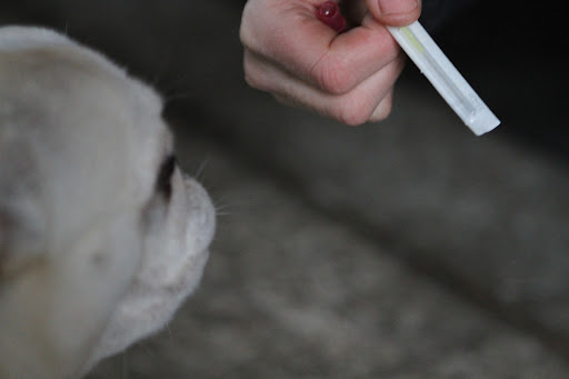 Acupuncture was developed in China over 4000 years ago and is still one of most commonly used medical systems in the world.  The ancient Chinese developed acupuncture techniques for animals, as well as for people.