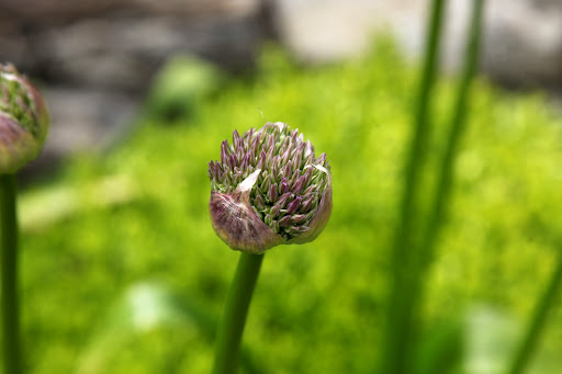I have heard that gardeners often plant chives and other types of allium in their flower beds to ward off pests like Japanese beetles and aphids!