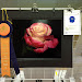 Single Bloom 'Double Delight' Judy Singer