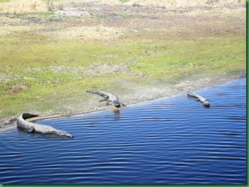 Saturday at Myakka 014