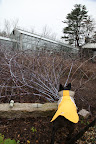 Look at the berry patch!  There's not a single sweet berry, let alone a single leaf on the canes!