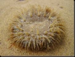 [IMG_1349%255B2%255D%255B6%255D.jpg]