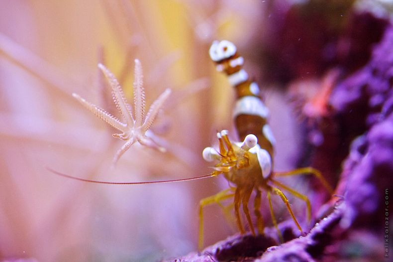 corals-0 corals-0