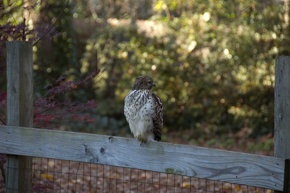 He(?) let me get within about 15-20 feet of him, but that was it.