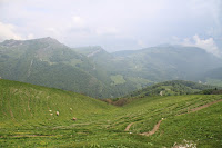 Cows in the distance