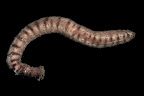 Holothuria aff. impatiens. Kosrae, Federated States of Micronesia.