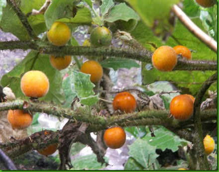 Solanum quitoense (4)
