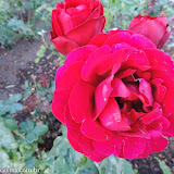 Rosas!!! - Jardins à beira do lago -  Penticton, BC, Canadá