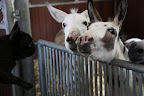 Hello, Clive, Billy, and Rufus!  It's been a while since we've seen you.