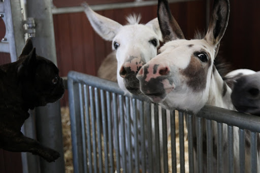 Hello, Clive, Billy, and Rufus!  It's been a while since we've seen you.