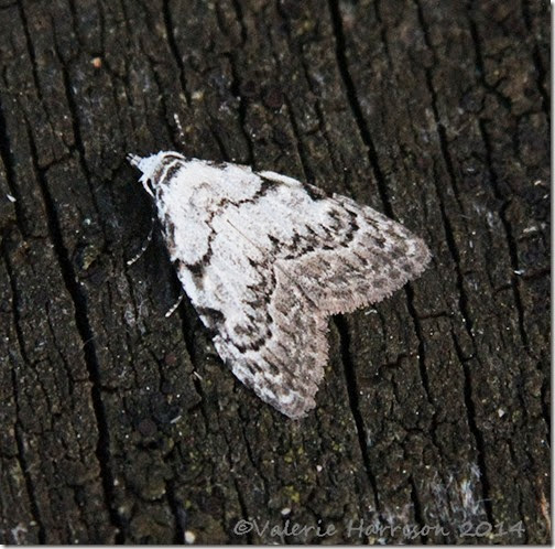 Least-black-arches