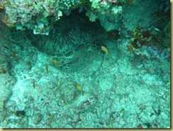 Turtle in cave