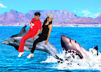 SHARK 2.jpg