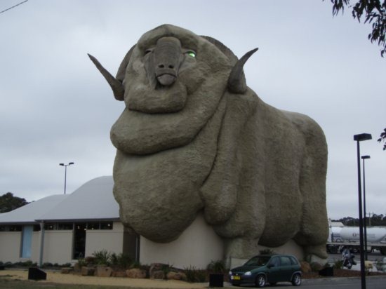 [big-merino-at-goulburn%255B5%255D.jpg]