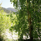 Birch Tree