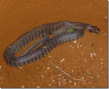 Tiger snake Tiger snake