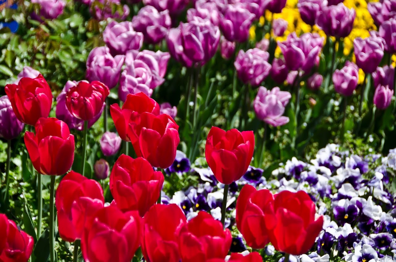 Tulips
