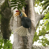 RedKnobed Hornbill North Sulawesi Trip