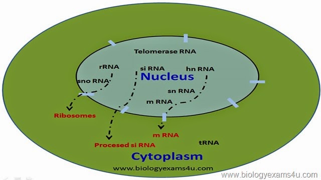 Different types of RNA in a cell