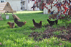  Chicken Gallery
