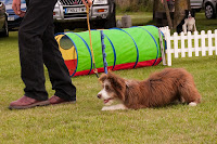 Sheepdog in training