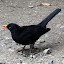 Blackbird With Orange Beak and Eyes - Wellington, New Zealand