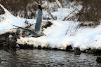 This was one of my favorite shots of the birds.