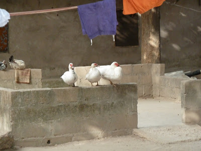 I've got my ducks in a row
