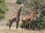 Akagera Nationalpark