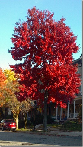 red tree (3)