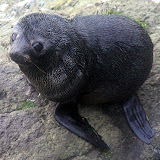 Fur Seal Pup - Otago Peninsula, New Zealand