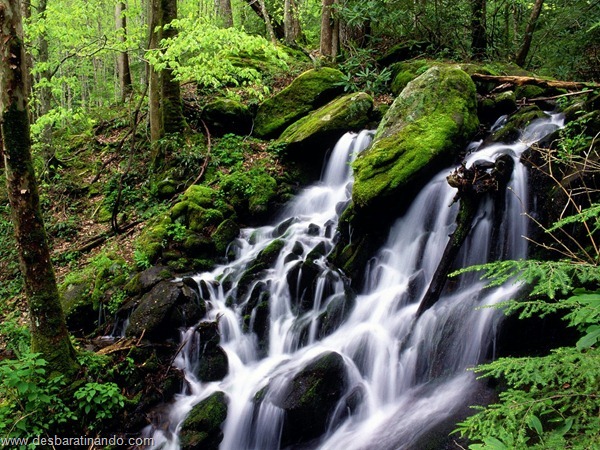 wallpapers-papei-de-parede-paisagem-natureza-nature-desbaratinando (48) wallpapers-papei-de-parede-paisagem-natureza-nature-desbaratinando (48)