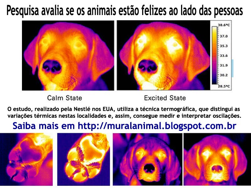 [pesquisa_nestle_animais%255B3%255D.jpg]