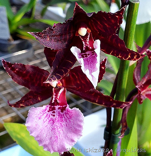 Glória Ishizaka - orquideas 18