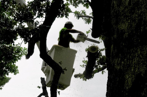 Kirkwood Parks employee Kevin McCarthy, of Rock Hill, cuts off a limb that fell away from this white oak at Kirkwood Park. Across the region, trees are parched from the 2012 summer heat and drought. By then last week in July, St. Louis County, as well as more than 93 percent of Missouri, was in a 'severe" drought, according to the National Climatic Data Center. Just over 23 percent of the state was in an 'extreme' drought. ANDREW JANSEN / JOURNAL
