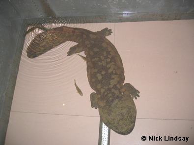 [Amazing%2520Animals%2520Pictures%2520Chinese%2520Giant%2520Salamander%2520%252813%2529%255B3%255D.jpg]