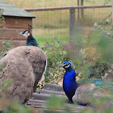 IMG_2808.JPG