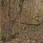 singold-bote_waldlehrpfad-schwabegg_021.jpg