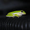 Green Tree Frog