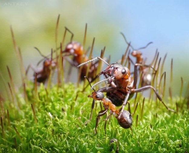 [Life-of-Ants-Andrey-Pavlov-18%255B4%255D.jpg]