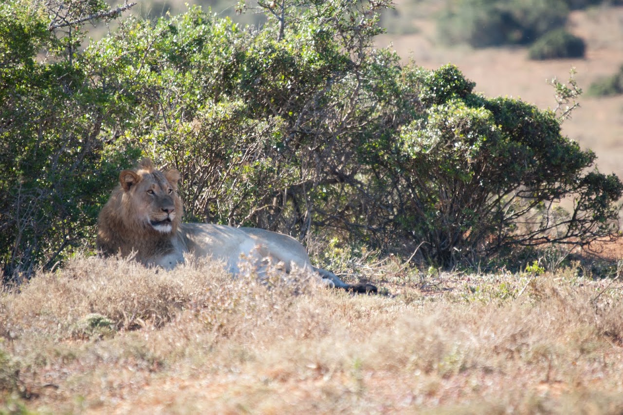 Lion at Addo