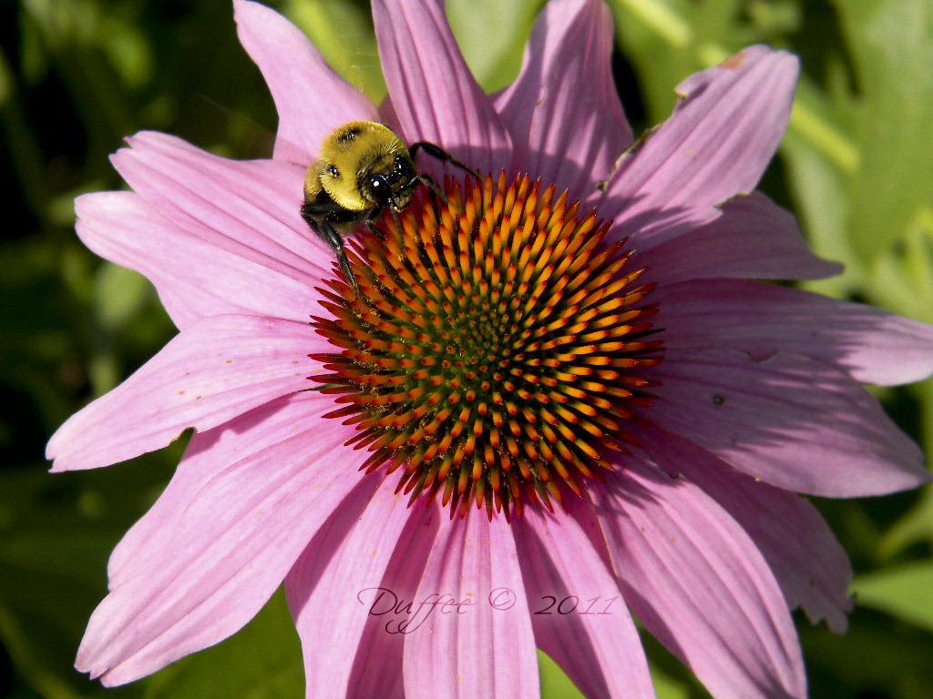 [Day%2520%252379%2520Coneflower%2520and%2520the%2520Bumblebee%255B6%255D.jpg]