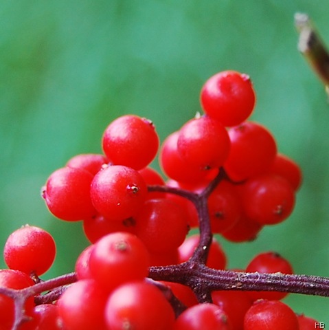 [DSC_3925%255B10%255D.jpg]