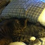 cats_chance_2011_06_10_06.jpg cats_chance_2011_06_10_06.jpg