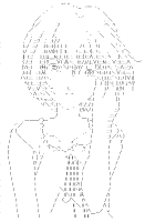 Ayanami Rei (Evangelion)